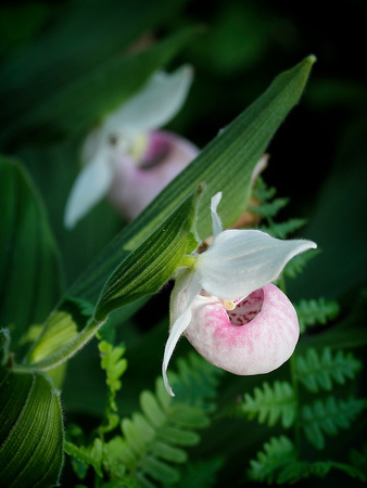 Showy Lady's Slipper Flowers