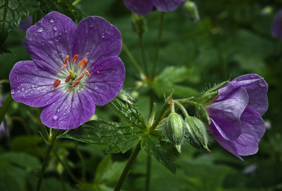 Wild Geranium