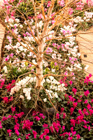 Orchid Exhibit