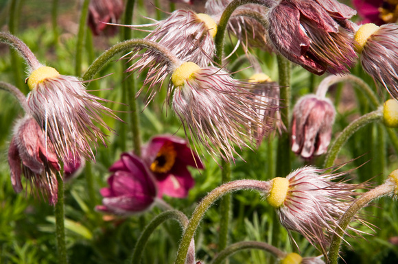 Pasque Flowers
