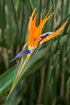 The Tropical Conservatory.