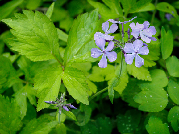 Spring Woodland Flowers 2022