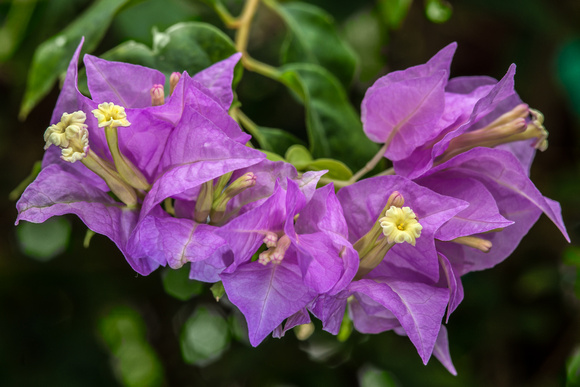 The Tropical Conservatory.