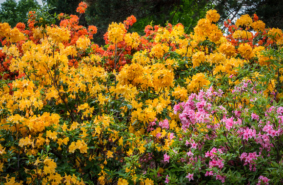 The Azalea Collection