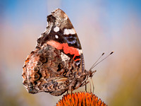 Insects