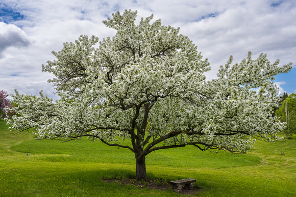 Crabapples_Todd Mulvihil_0177