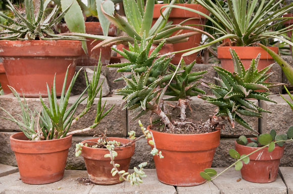 Cactus
