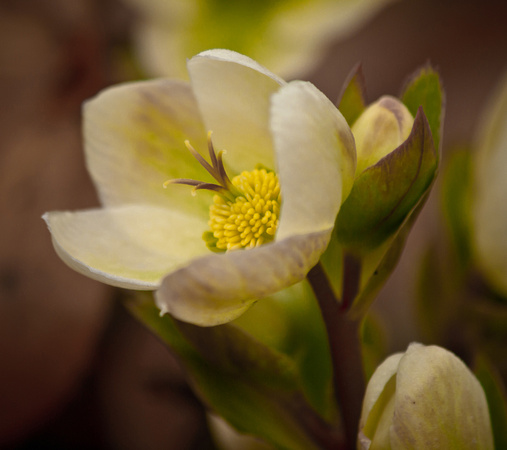 Lenten Rose