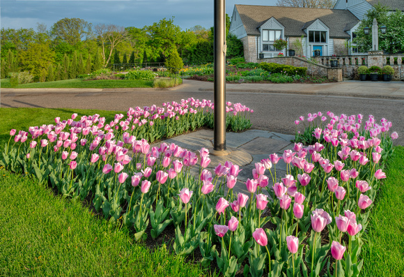 The 2012 Tulip Display
