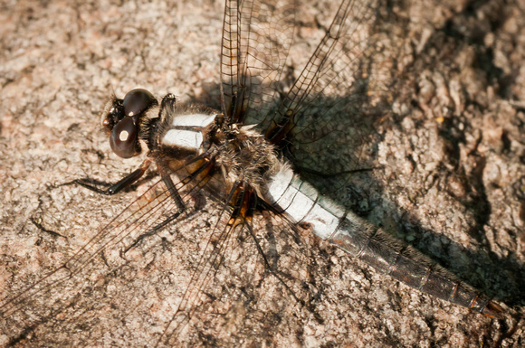 Dragonfly close up