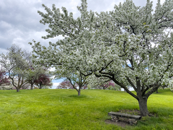 Crabapples_Todd Mulvihil_5388