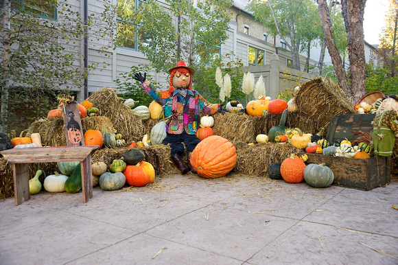 Pumpkin Palooza 2010