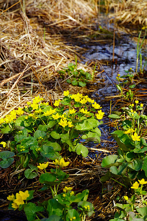 MarshMarigoldsBogWalk2024_BonnieRonning.06