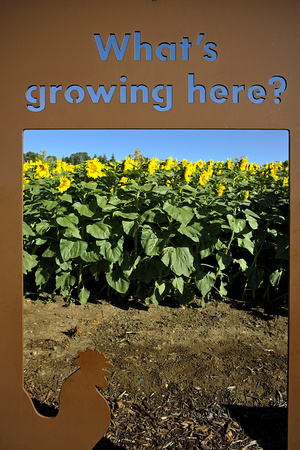 2024 Arboretum Field Fest