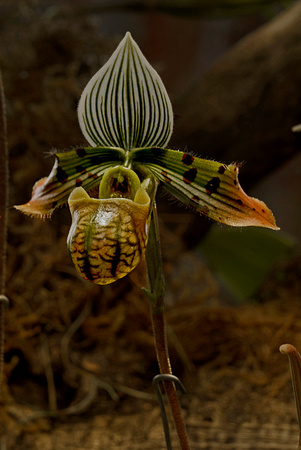 Orchids: Timeless Beauty