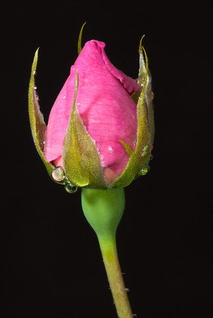 Rosa 66
