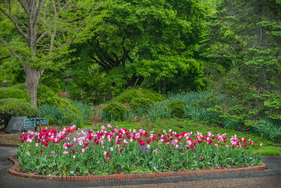 The 2012 Tulip Display