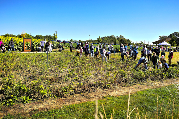 2024 Arboretum Field Fest