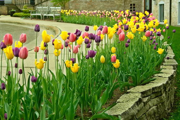 Snyder Building Tulips