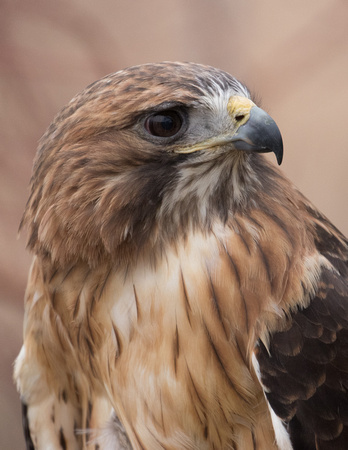 Red Tail Hawk
