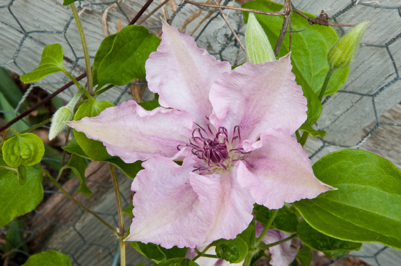'Pink Fantasy' Vase Vine