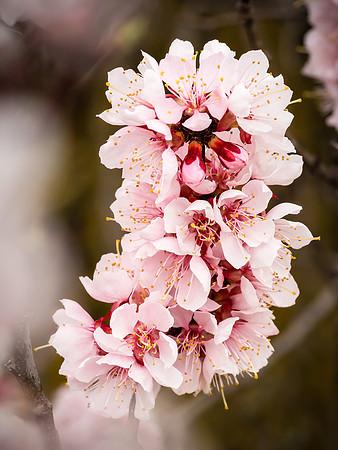 Apricot Blossoms