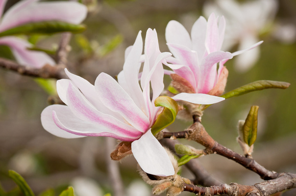 Loebner Magnolia blossoms