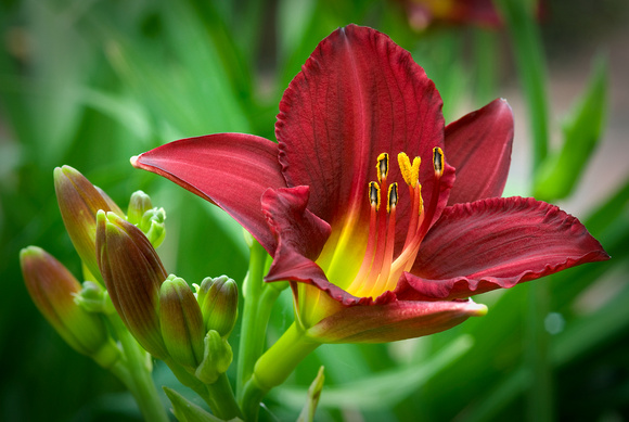 Ruby Stella Day Lilly