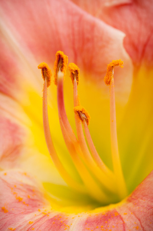 Tall Bearded Iris close-up
