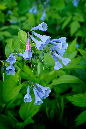 Spring Woodland Flowers 2022