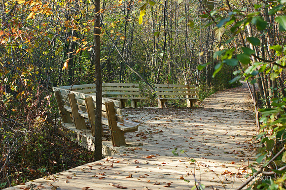 Bog Trail Benches