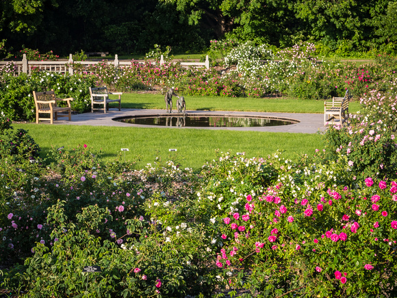 Shrub Rose Garden in early summer