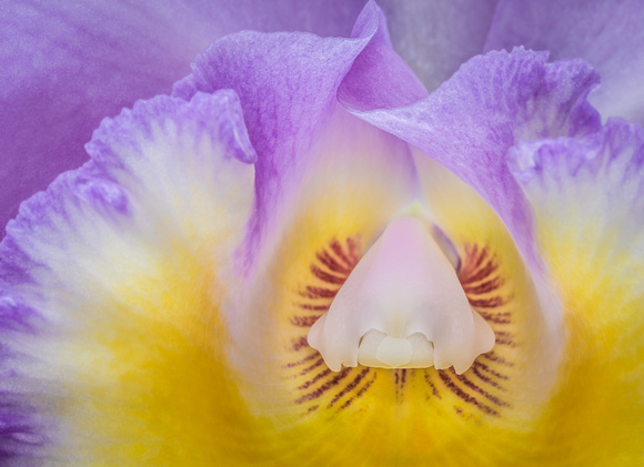 Greenhouse Orchid