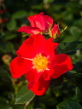 Shrub Rose in Rose Garden