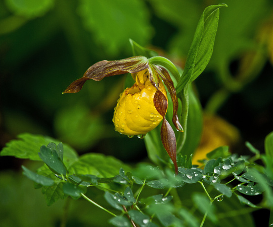 Yellow Slipper Orchid