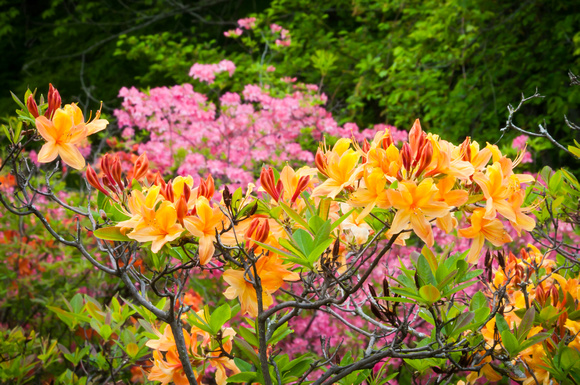 Azalea