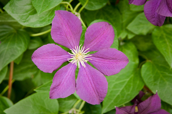 'Warszawsak Nike' Vase Vine