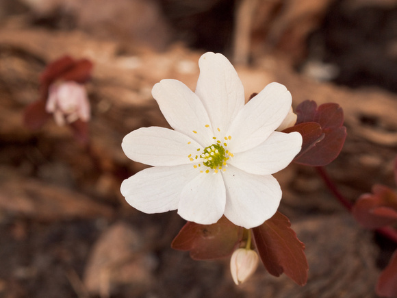 rue anemone