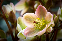 Perennial Garden