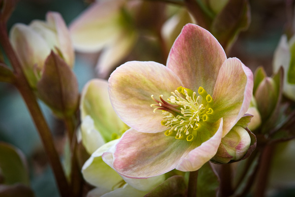 Wib 2010 IvoryPrince_ LentenRose_PerennialGarden
