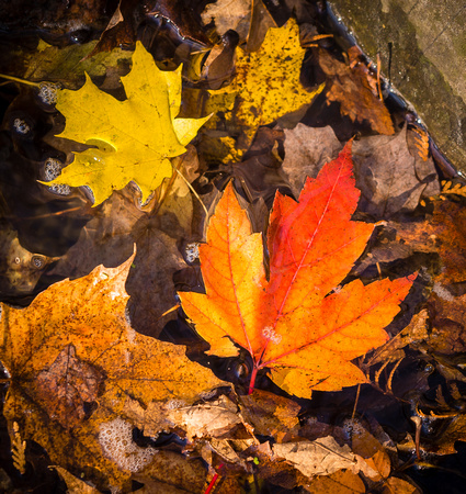 Fallen Maple Leaves