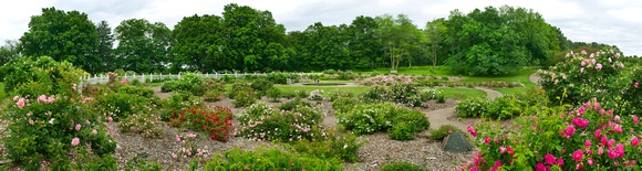 ShrubRose Garden Pano