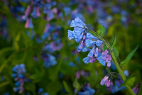 Wildlife Garden