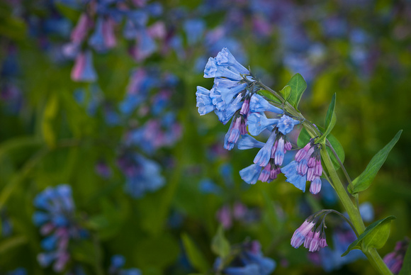 Bluebells