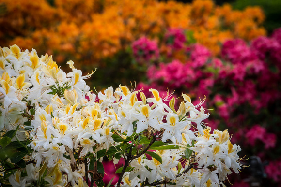 The Azalea Collection