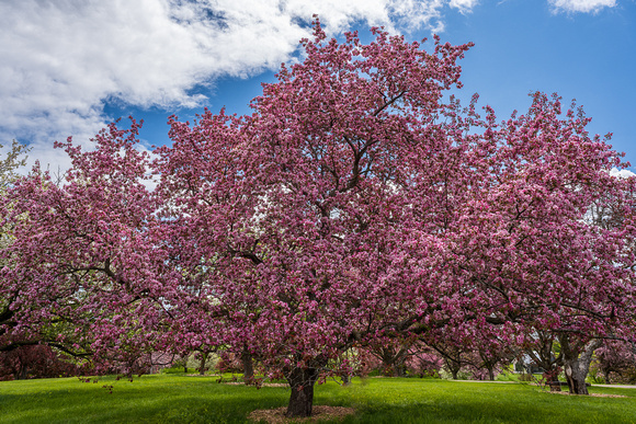 Pretty in Pink