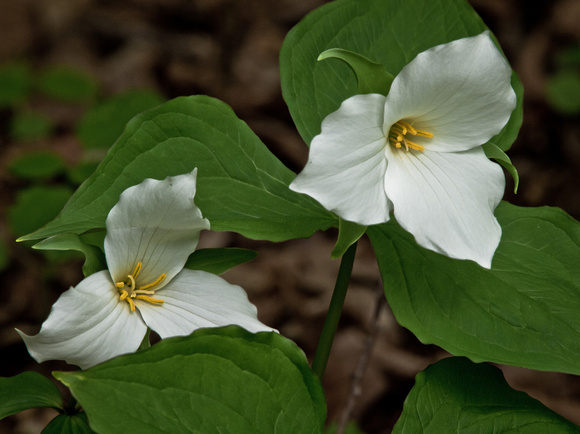Trillium