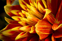 Dahlia Garden