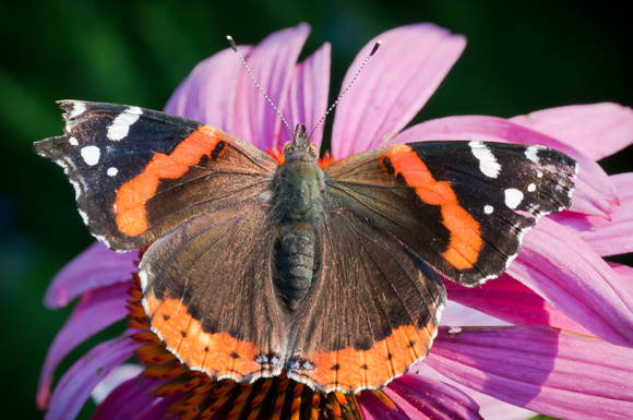 Red Admiral butterfly wing spread
