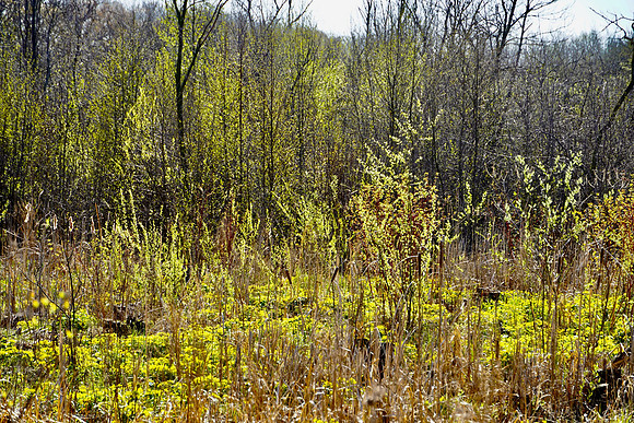 MarshMarigoldsBogWalk2024_Bonnie$onning.03